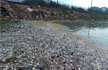 Thousands of dead fish found floating in Bengaluru’s Ulsoor lake